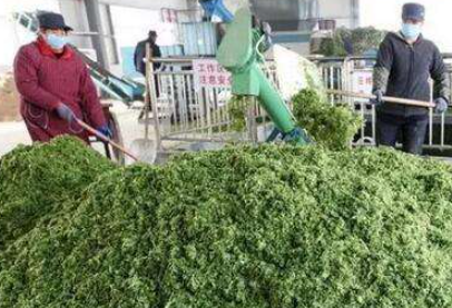 大量幾百?lài)崗U棄菜葉回收利用生產(chǎn)工藝，果蔬垃圾廢菜葉怎么處理？